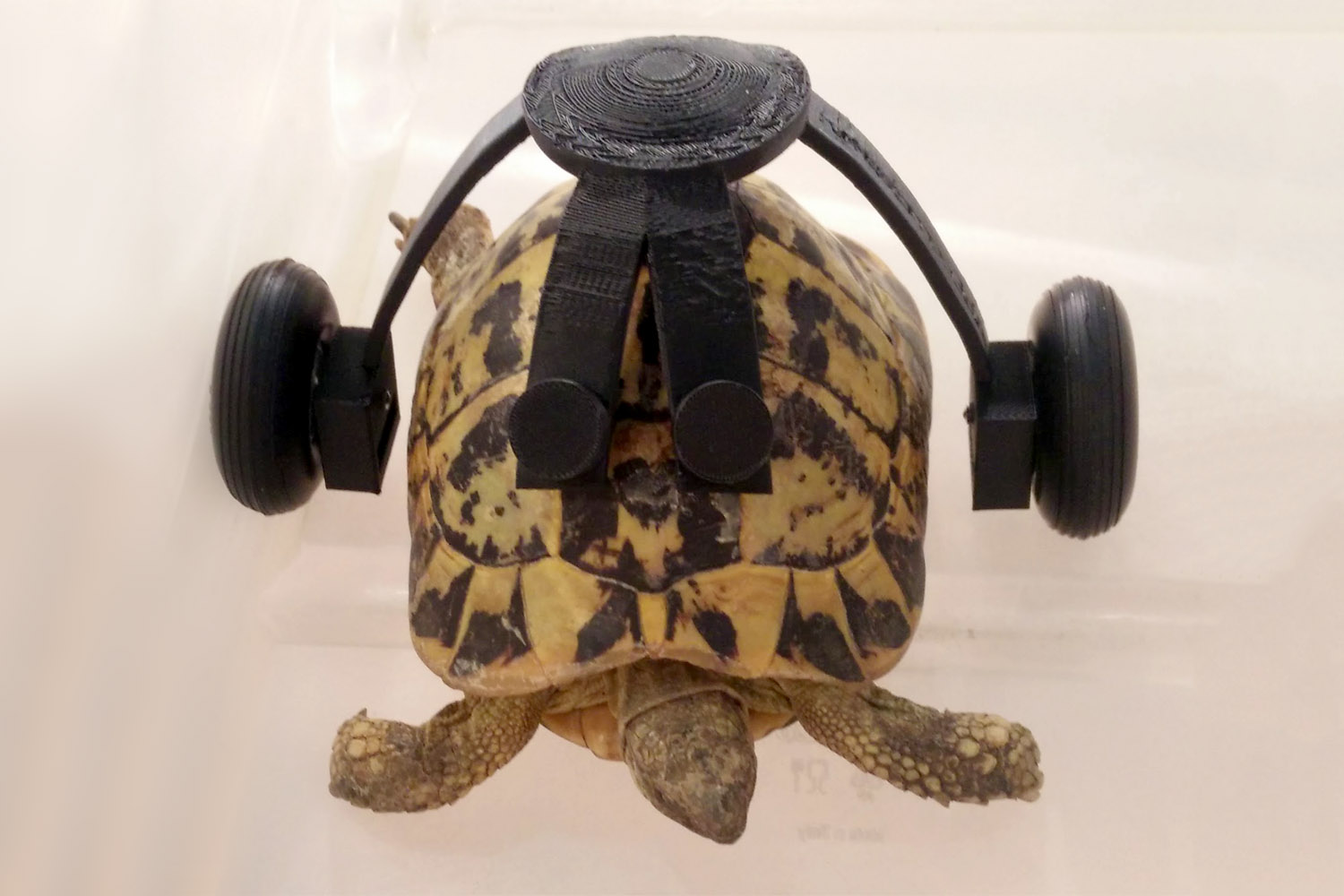 uga tortoise 3d printing turtle