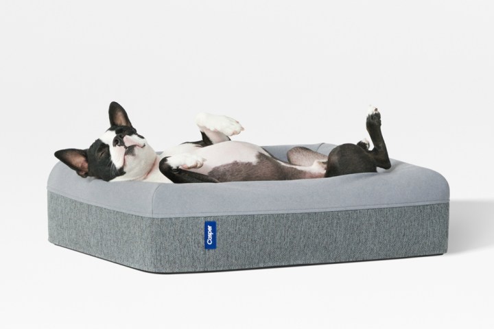 casper dog mattress dreaming