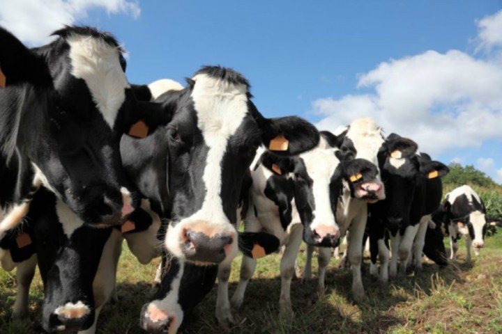 california limits cow farts fujitsu cows 1000x666