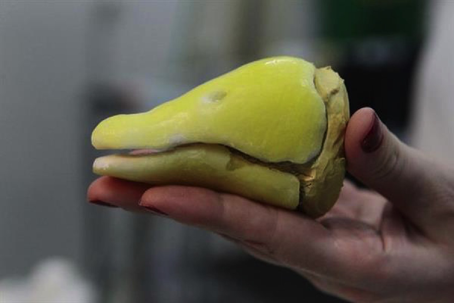 3d printed goose beak brazil animal avengers victoria the gets second prosthesis after failing to adapt first model 6