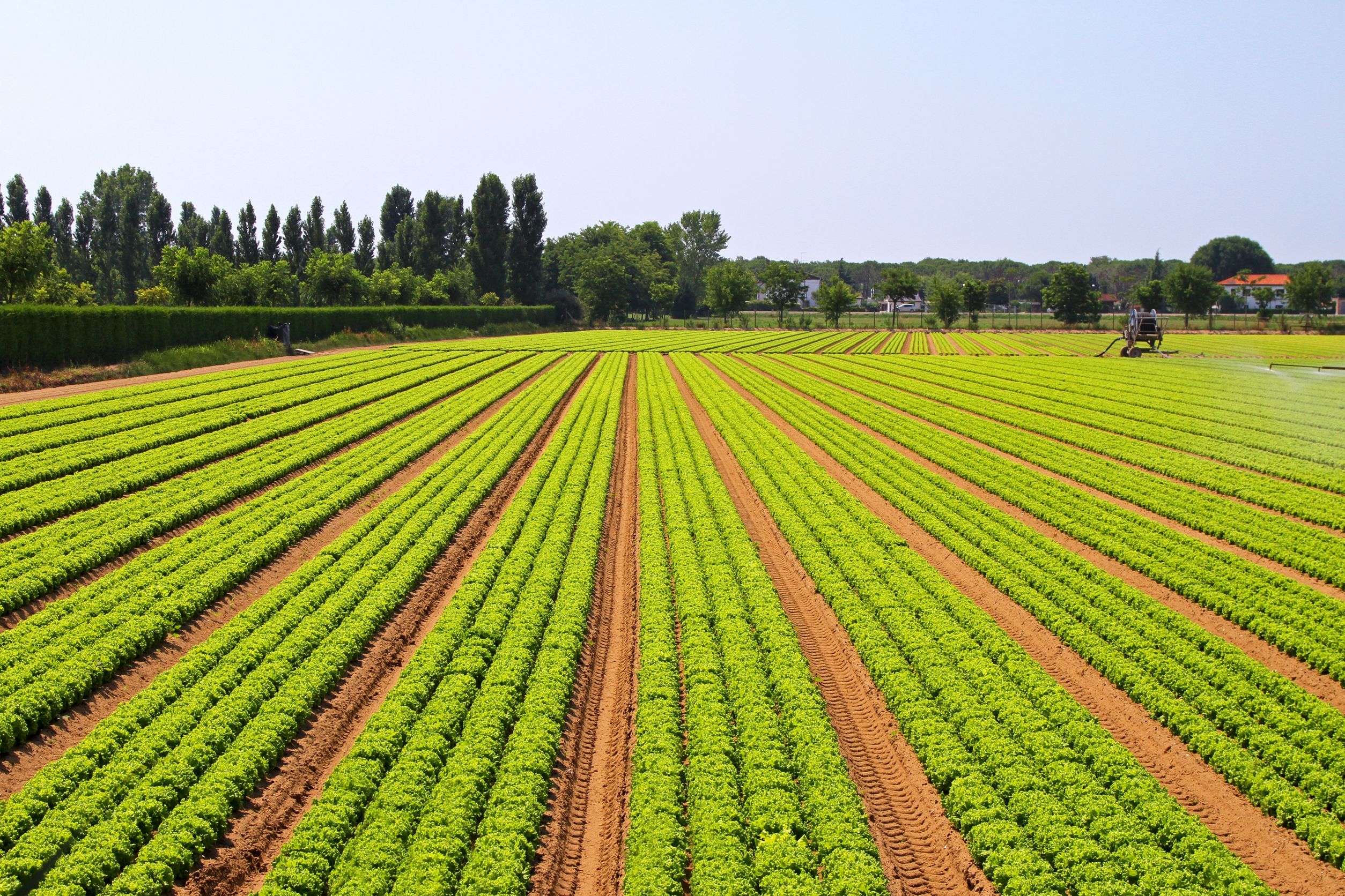 monsanto licenses crispsr 10299101  big agriculture field of green salad vegetables