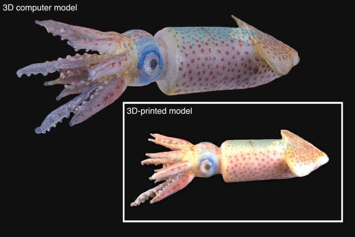 blaschka 3d printing 3dscanning marine life glassblowers cephalopod model 3