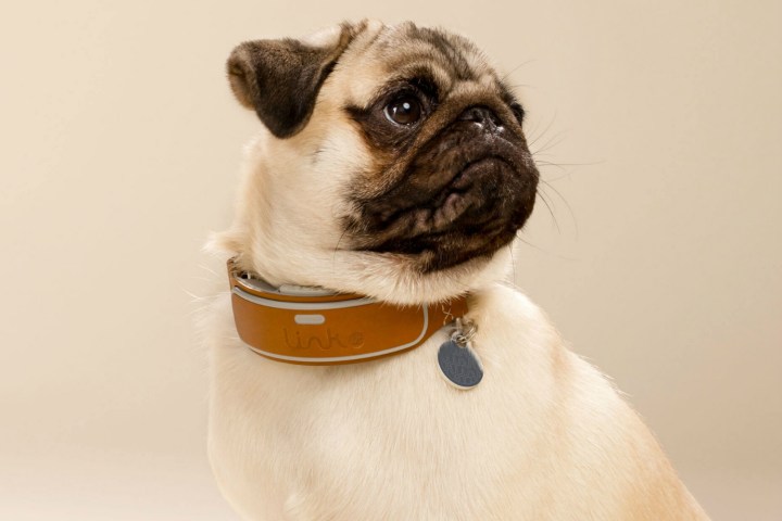 link akc smart dog collar french bulldog with 5 26 16 097 v2 0