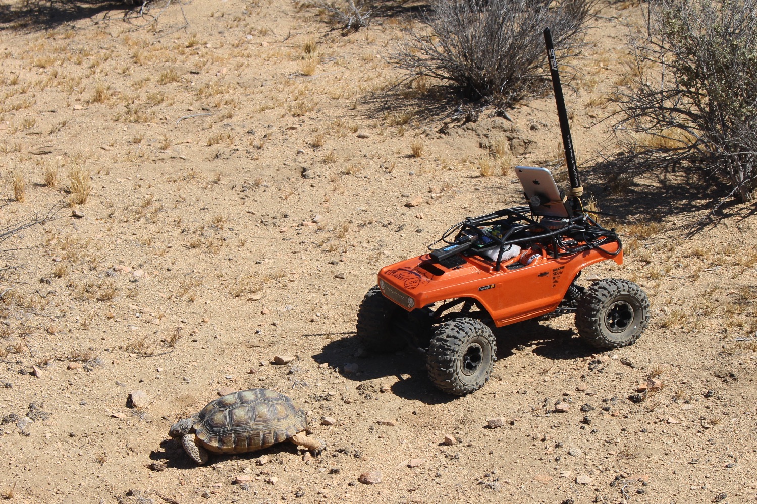 hardshell labs desert tortoises hercules and rover 2