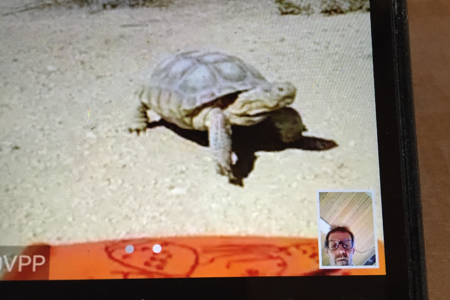 hardshell labs desert tortoises img 1172
