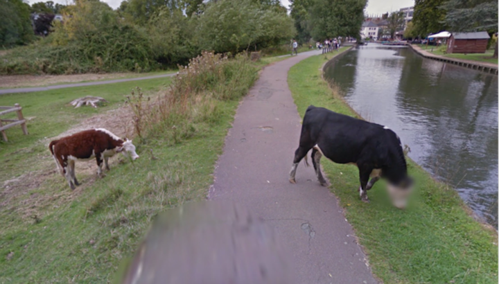 cow blurred face google street view screen shot 2016 09 20 at 11 44 21 am