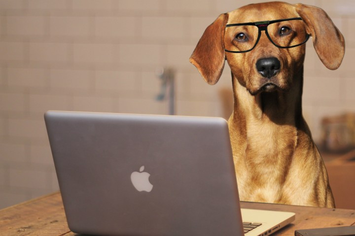 will technology let you talk to your dog in the future using laptop computer