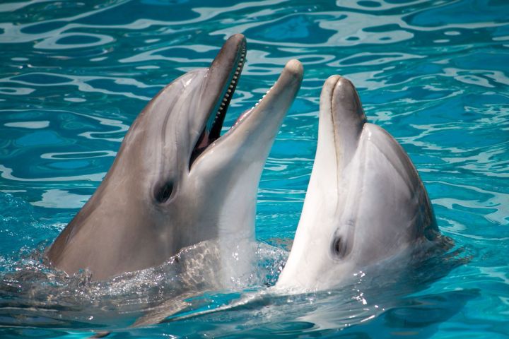dolphins natural language processing 7420254  pair of swimming in water