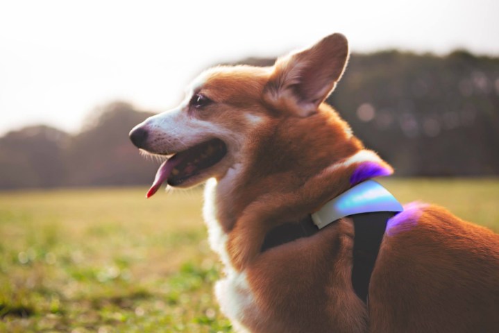 inupathy smart dog harness collar
