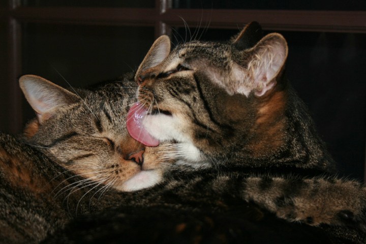 cat tongue velcro lick