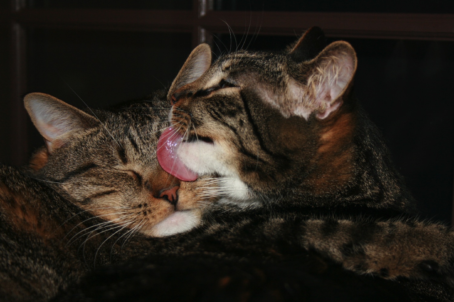 cat tongue velcro lick