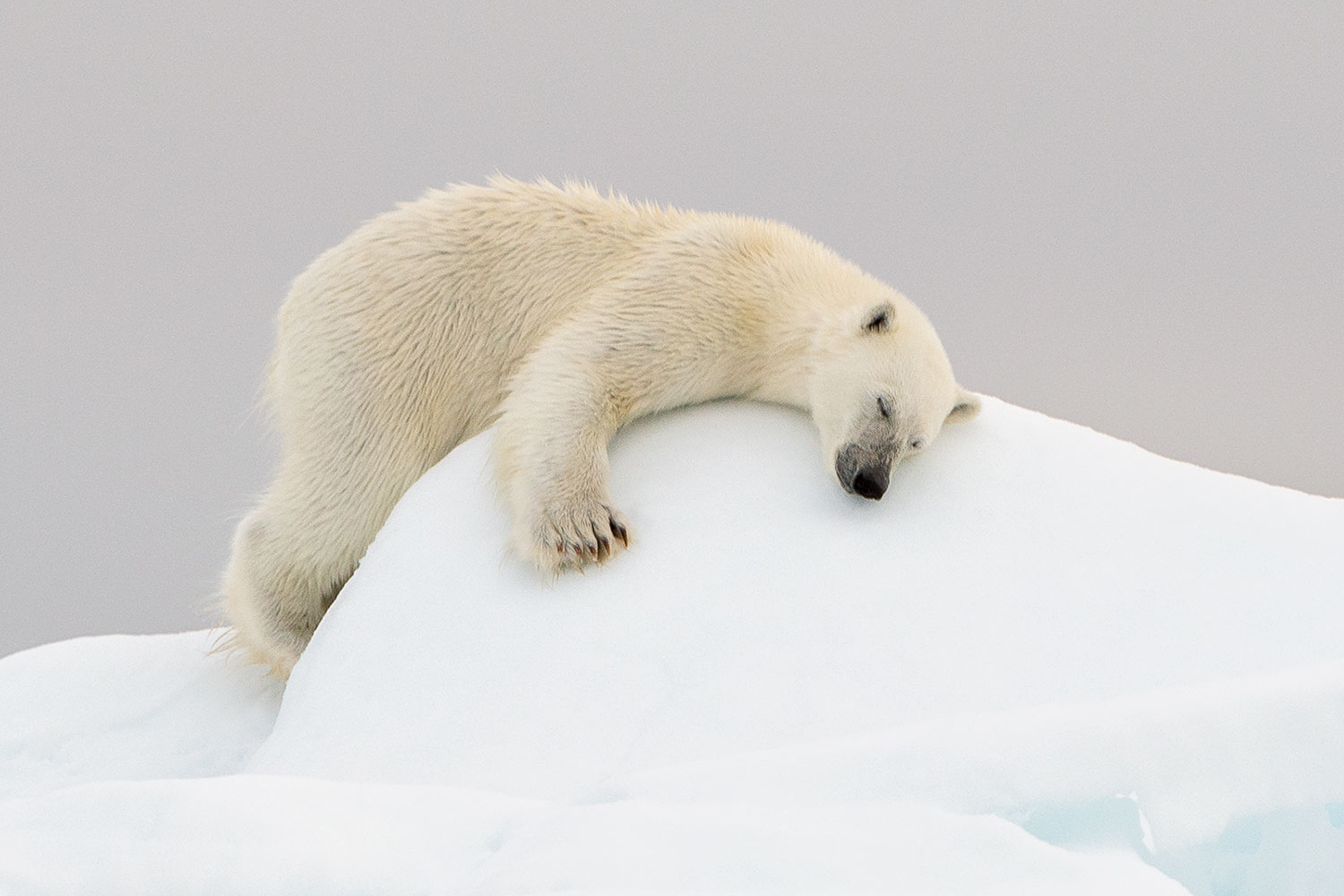 how to photograph the arctic with joshua holko interview polarbear