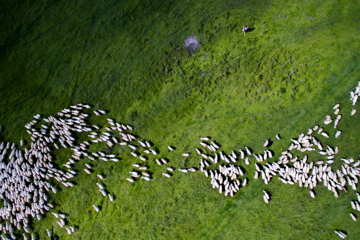 dronestagram best of 2016 swarm sheep by thedon