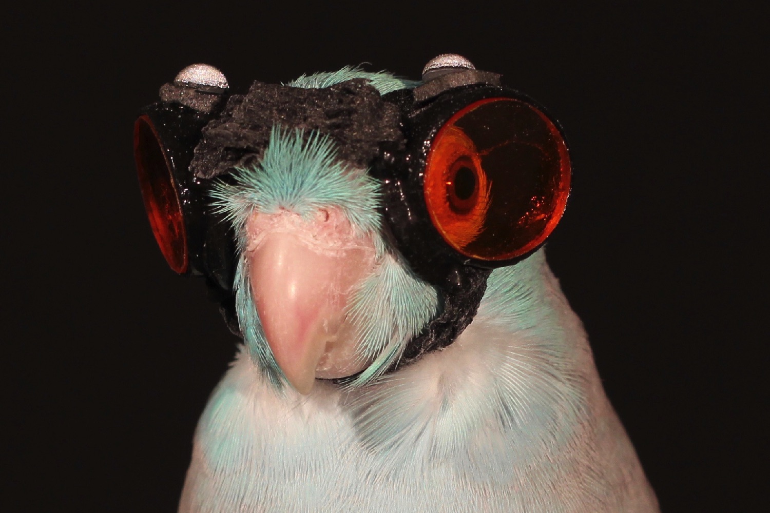 parrot goggles flying robots bird with laser