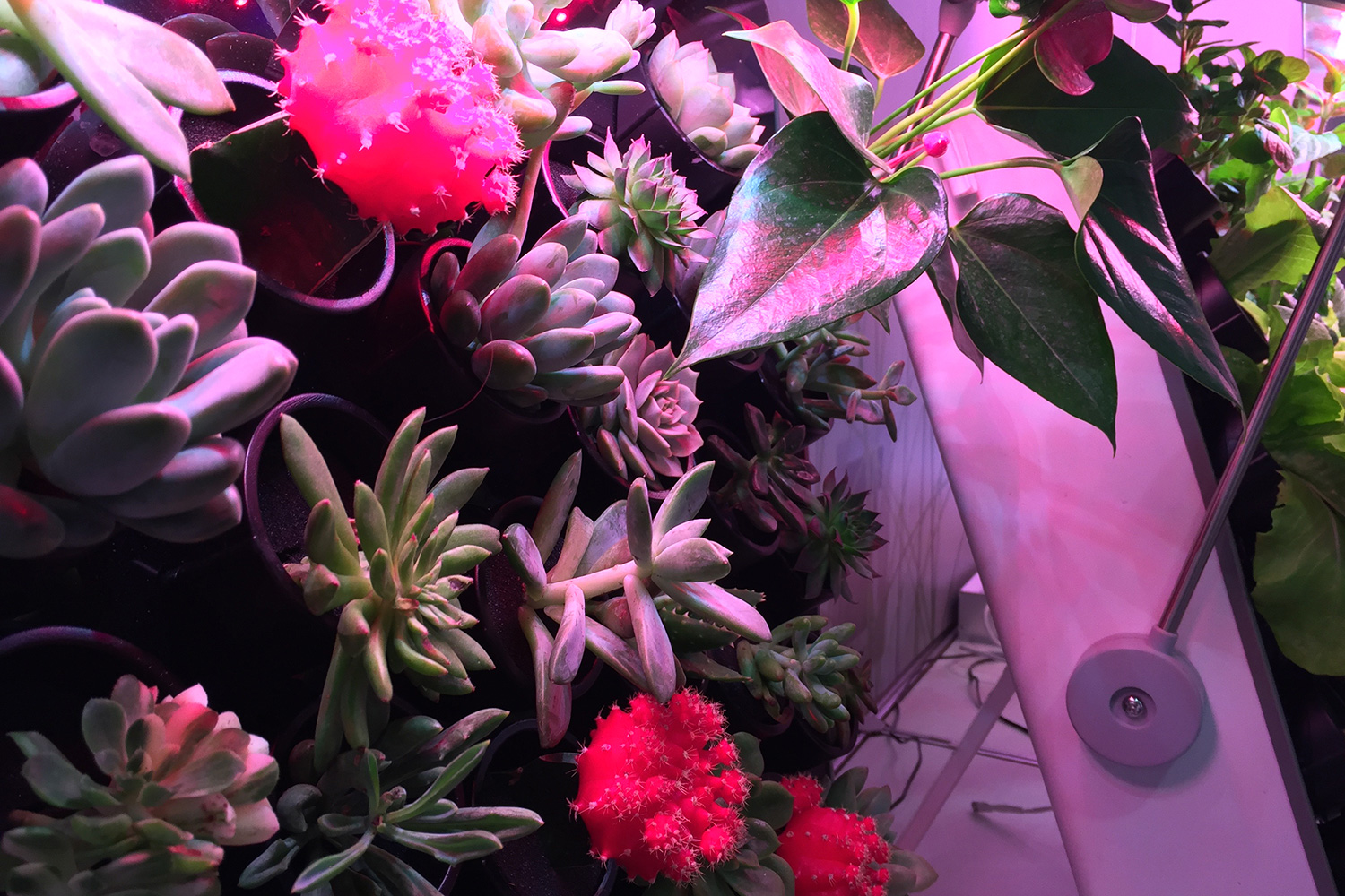 smart indoor garden opcomlink ces 2017 growframe 07