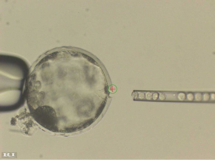 pig human chimera stem cells embryo
