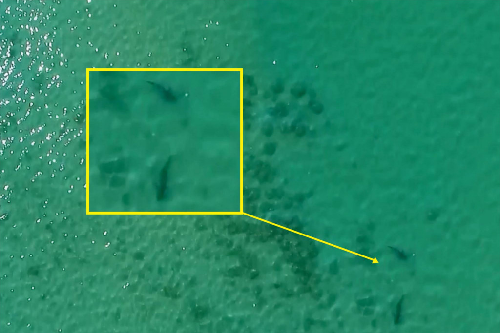 sentinel vds shark drone 6