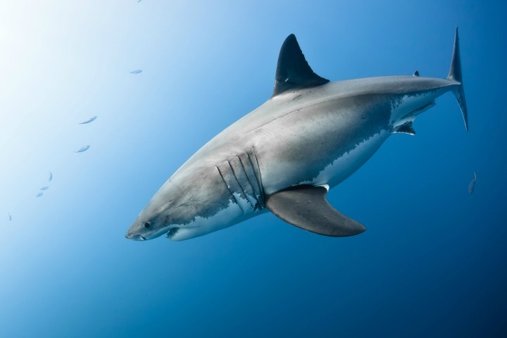 sharkskin shark