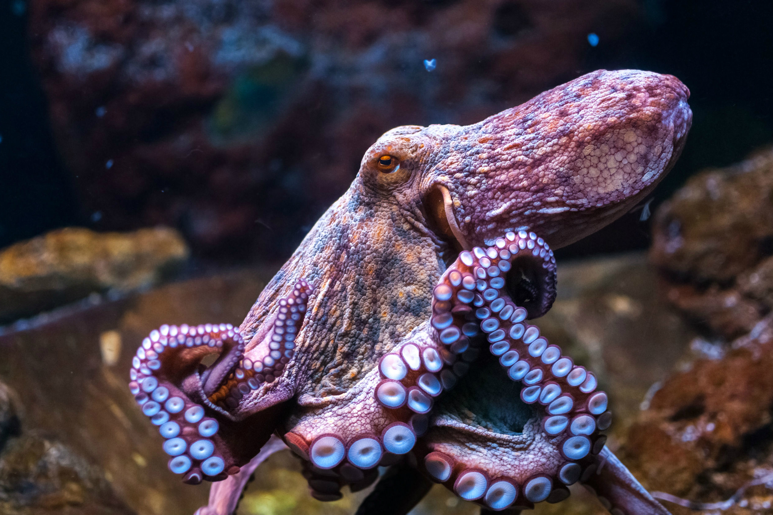biomimicry examples squid