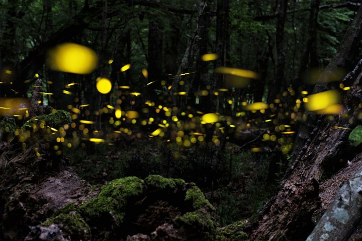 mice fireflies stanford 61467159 l