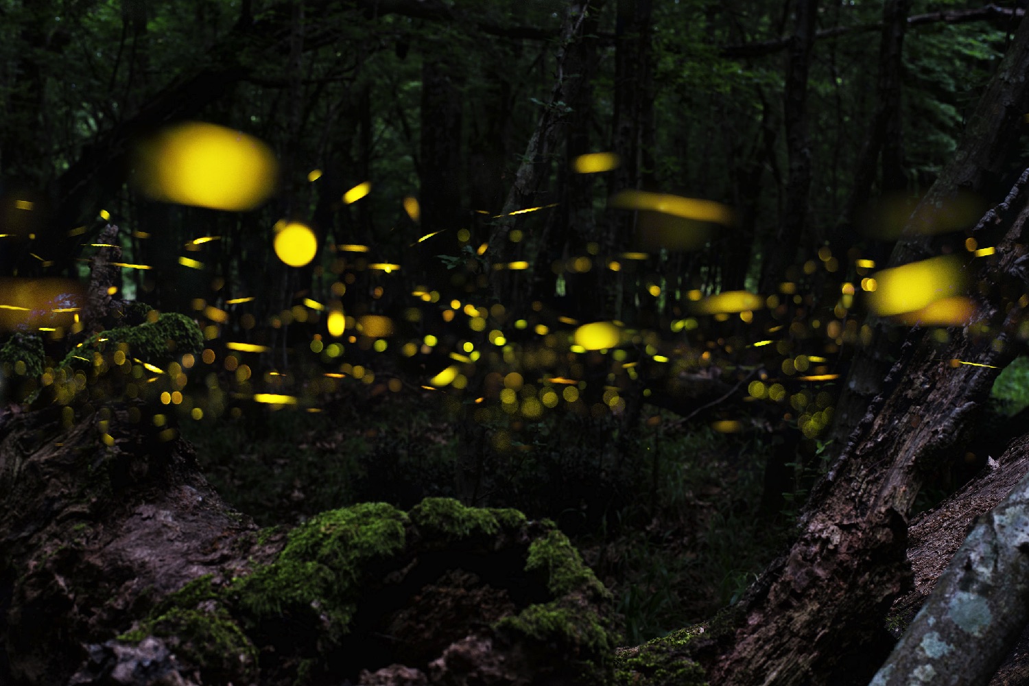 mice fireflies stanford 61467159 l
