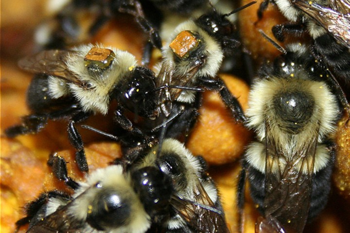 bumbebee microchip bumblebees rfid