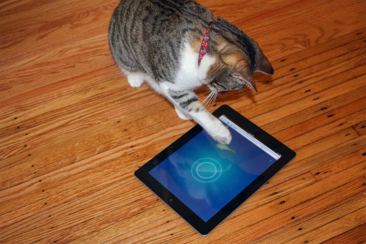 best apps for cats cat fishing