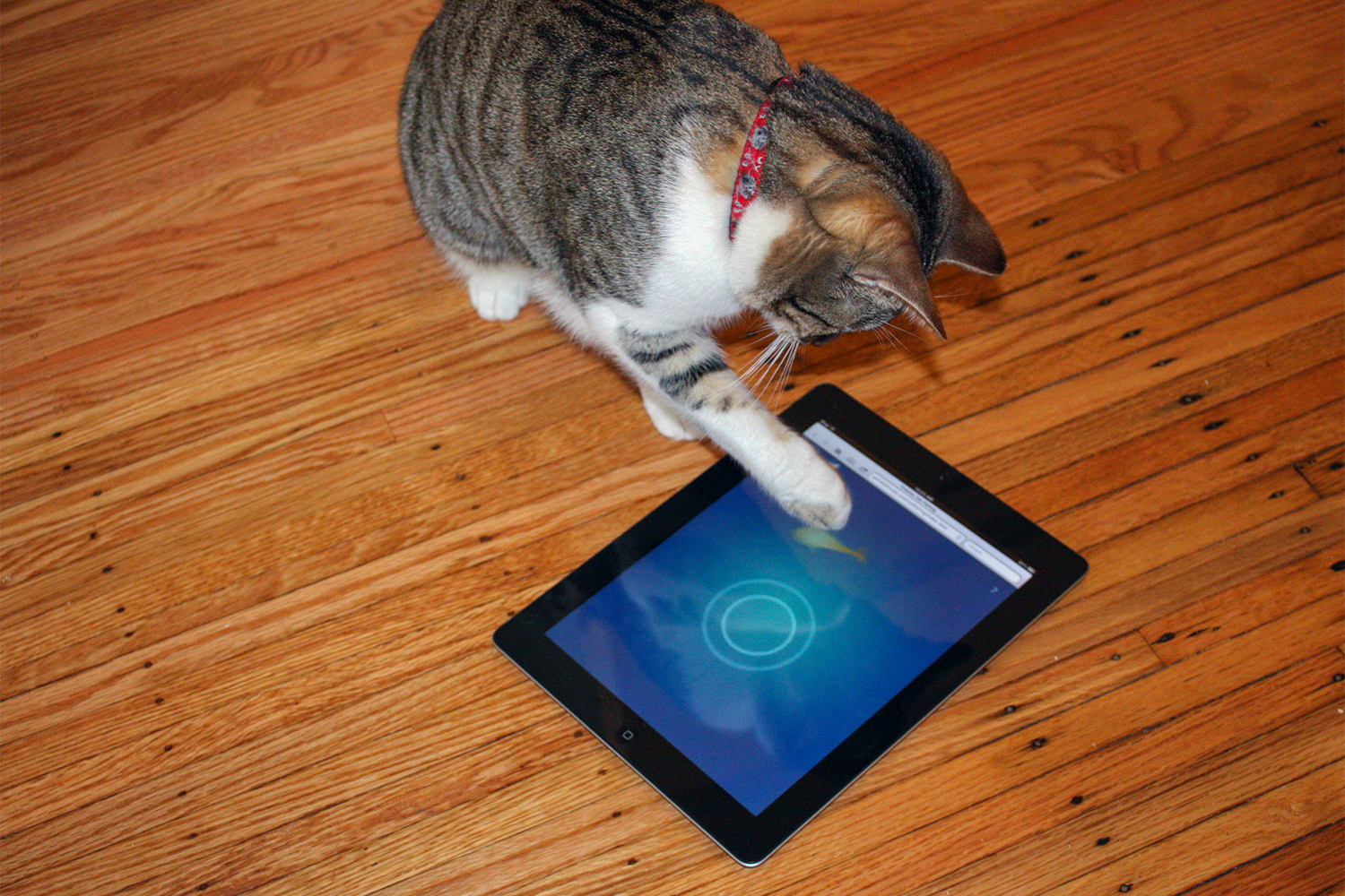 Муха игра для кошек на экране телефона. Кошка с планшетом. Игрушка для кошек на планшете. Игрушки для котиков на экране. Котик с планшетом.