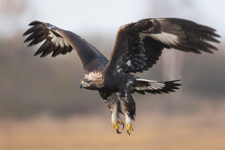 france trains eagles rogue drones golden eagle flight