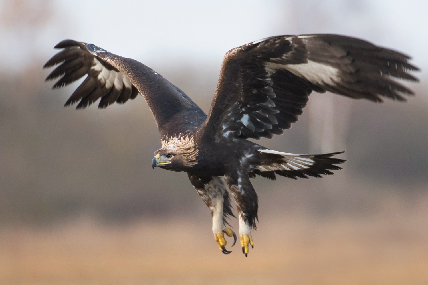 Ash Rewarding Cook Drone-catching Eagles Aren't Such a Good Idea After All | Digital Trends