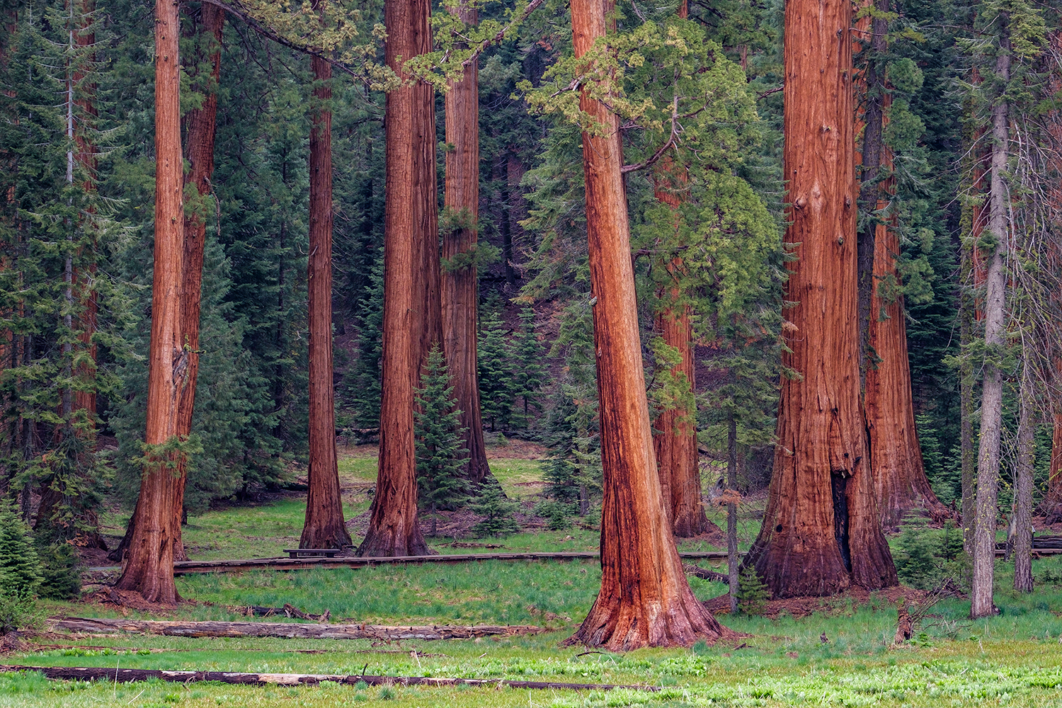 photographer jonathan irish national parks interview  sequoia np fujifilm 2