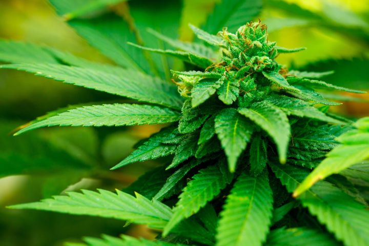 dea synethetic marijuana safer than weed 12066587  plant
