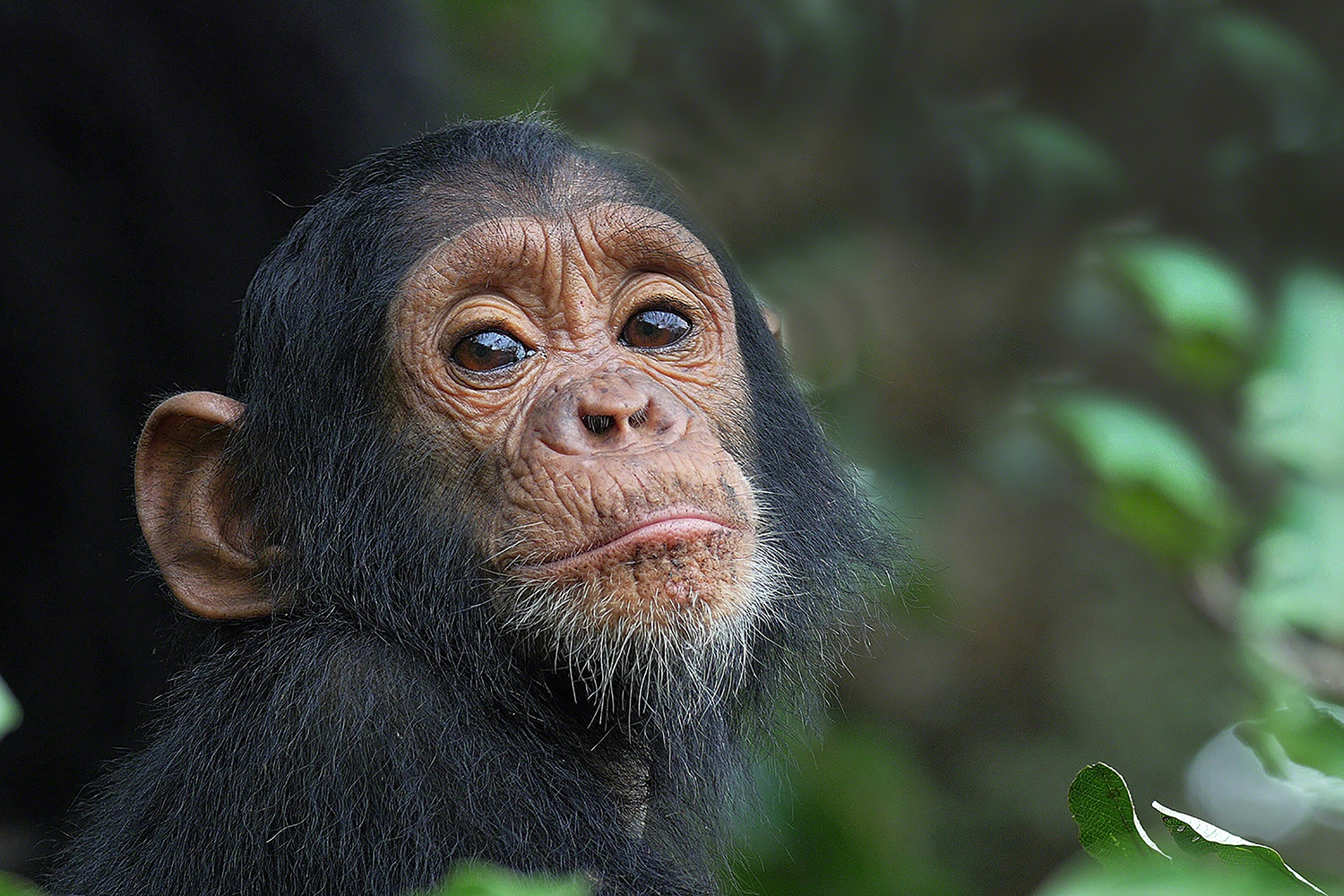 how google earth helped jane goodall save chimps ap0376 03 dg