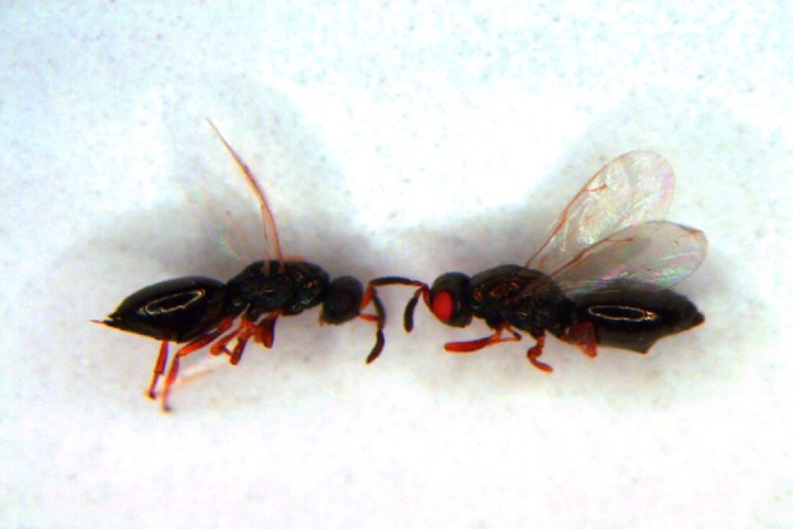 uc crispr red eyed wasps project second round mut wt image022