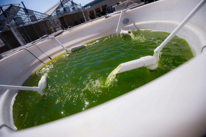 genetically engineered algae demo ge
