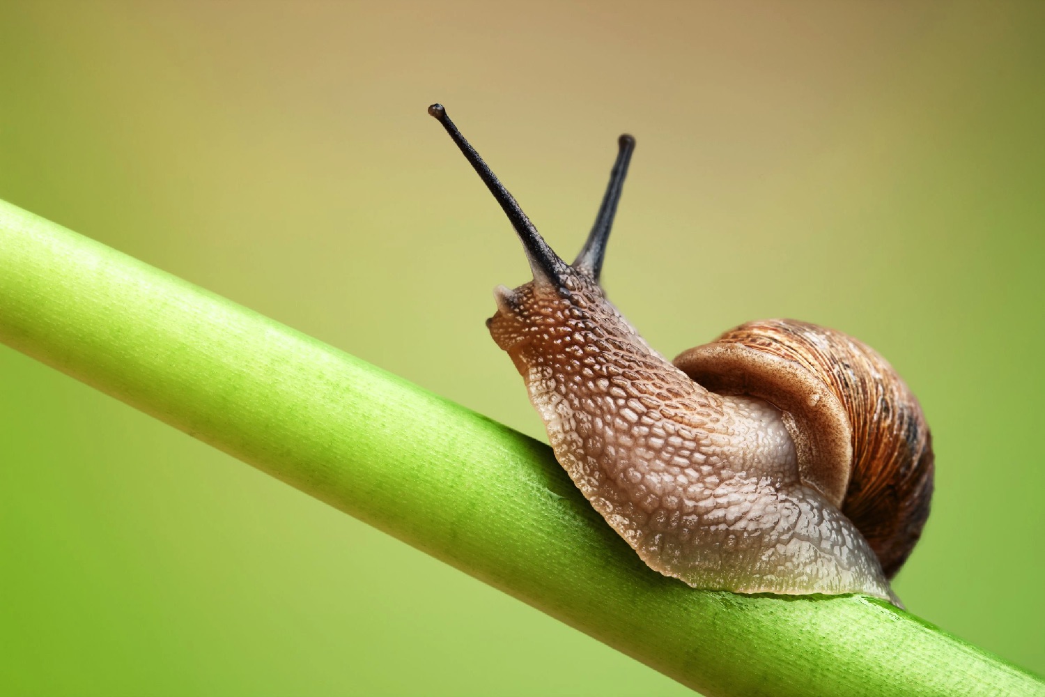 mindwipe snail neuroscience 11413271 l