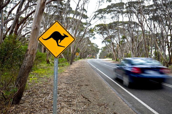 volvo driverless car kangaroo 49585964  sign on a road in island australia