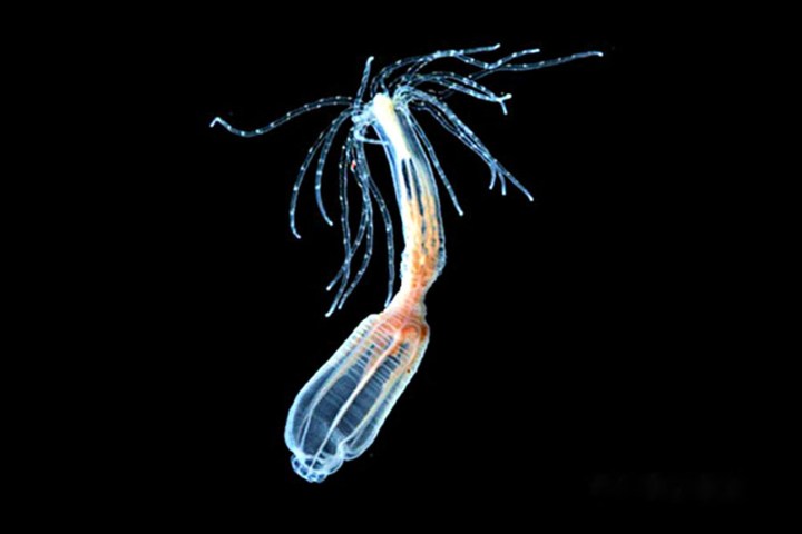 sea anemone heart gene regeneration regenerative medicine