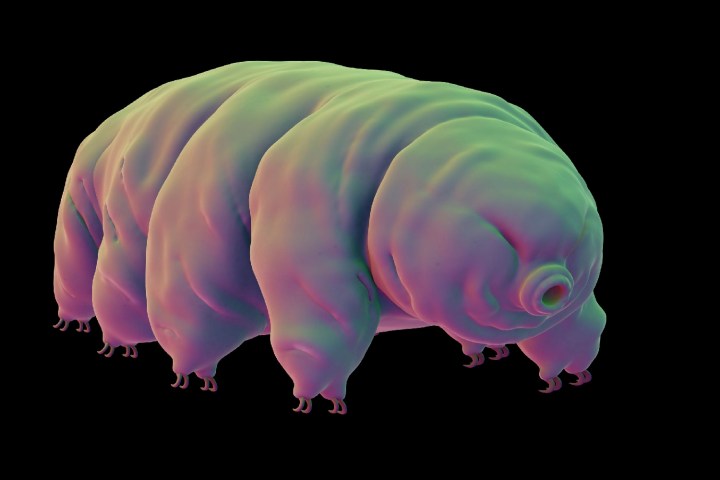 tardigrades