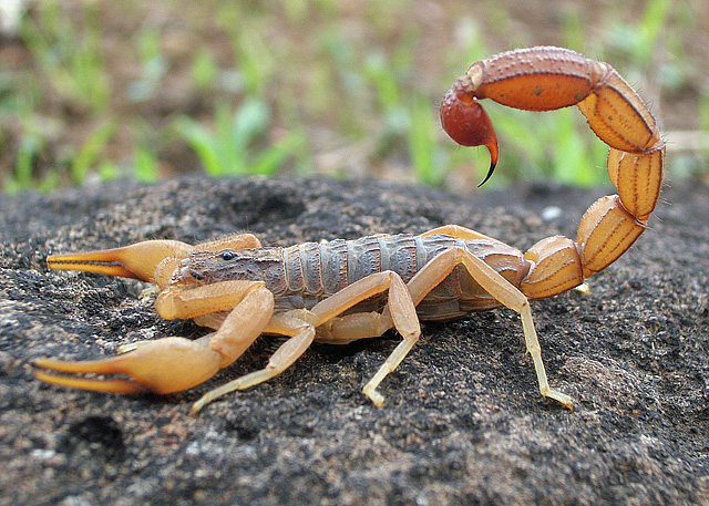 Scorpion venom robot