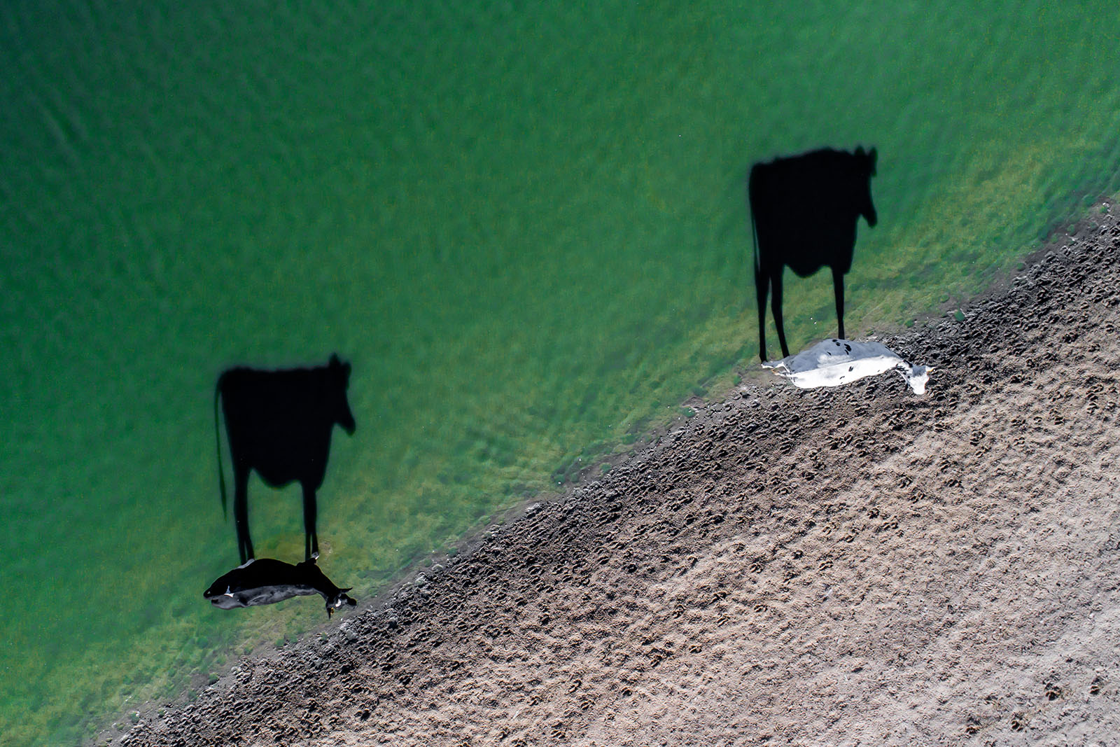 dronestagram photography contest 2017 two moo by luke bell