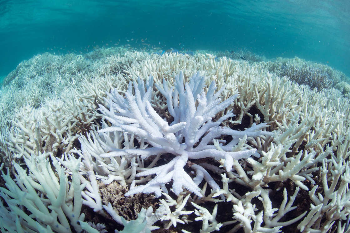 New Pipeline Could Save Dying Coral Reefs Worldwide | Digital Trends
