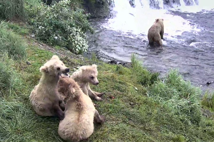 google earth live video alaska bears