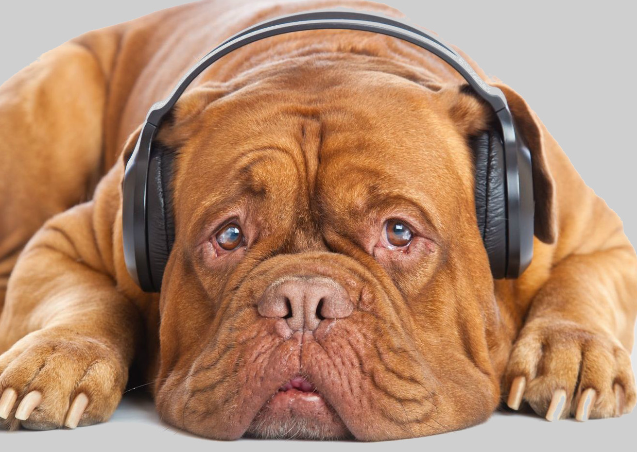 dog translation ai startup audiobooks