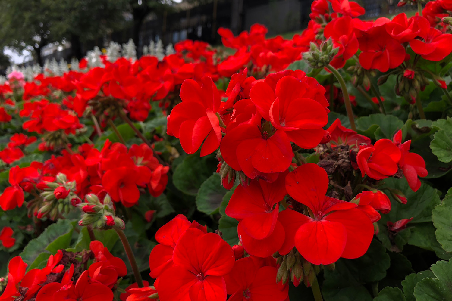 Apple iPhone 8 reviews camera sample red flowers