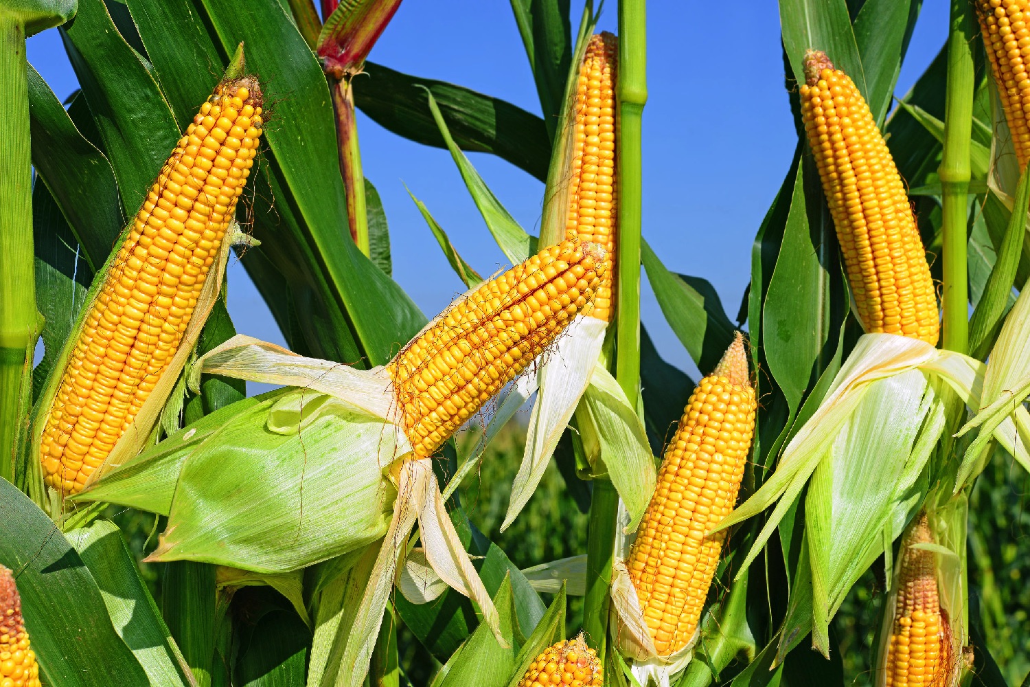 Gene-edited corn