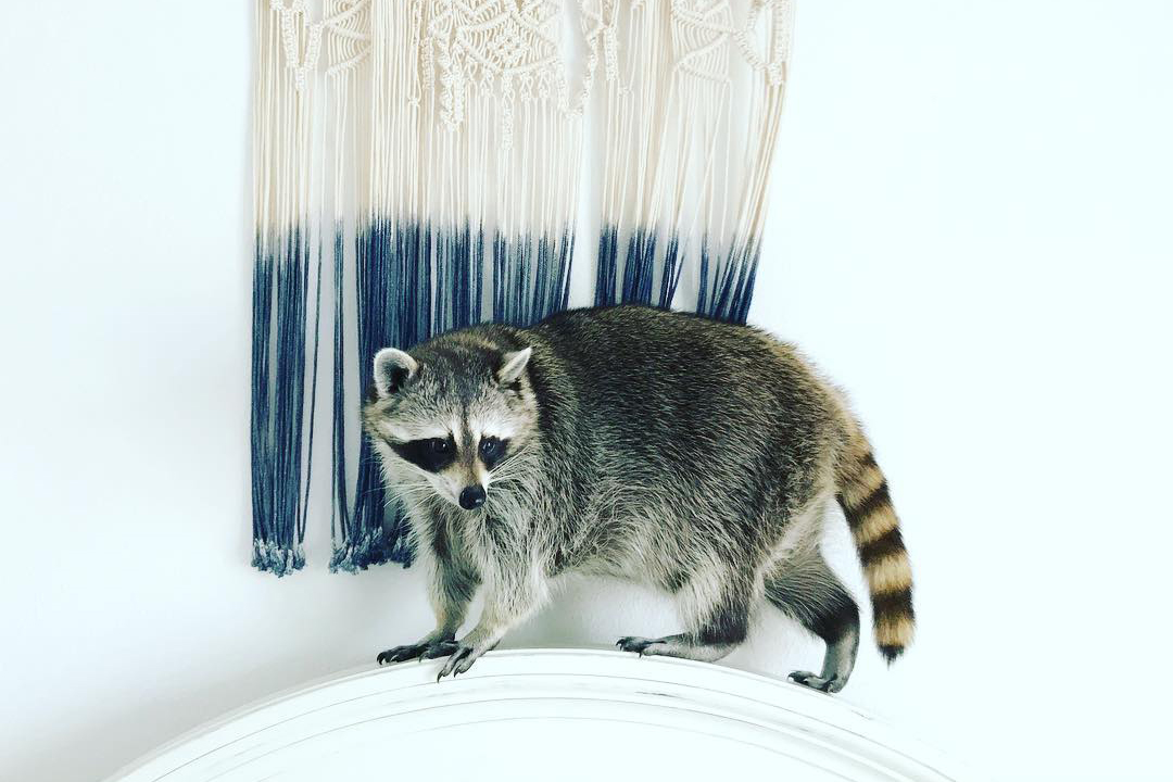 best Instagram accounts raccoon balance