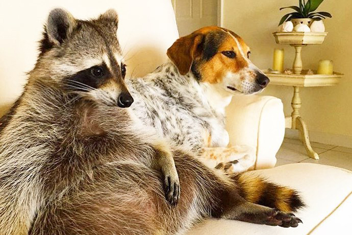 best Instagram accounts raccoon dog