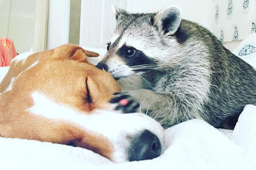best Instagram accounts raccoon kisses