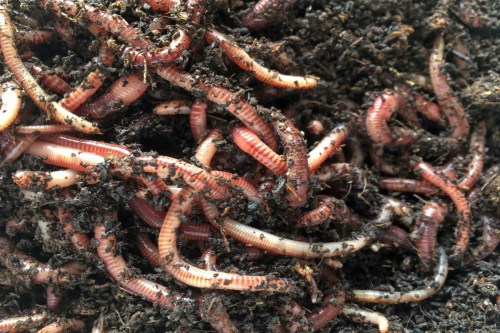 earthworms on mars in soil